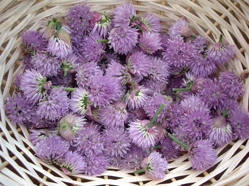 resources of Supply milk thistle extract powder silymarin exporters