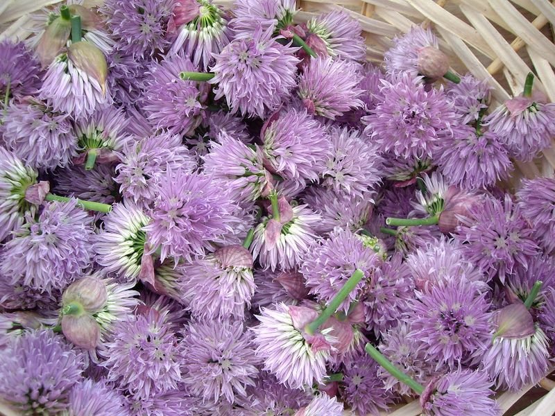 resources of Lavender Flower Dry Purple Colour exporters