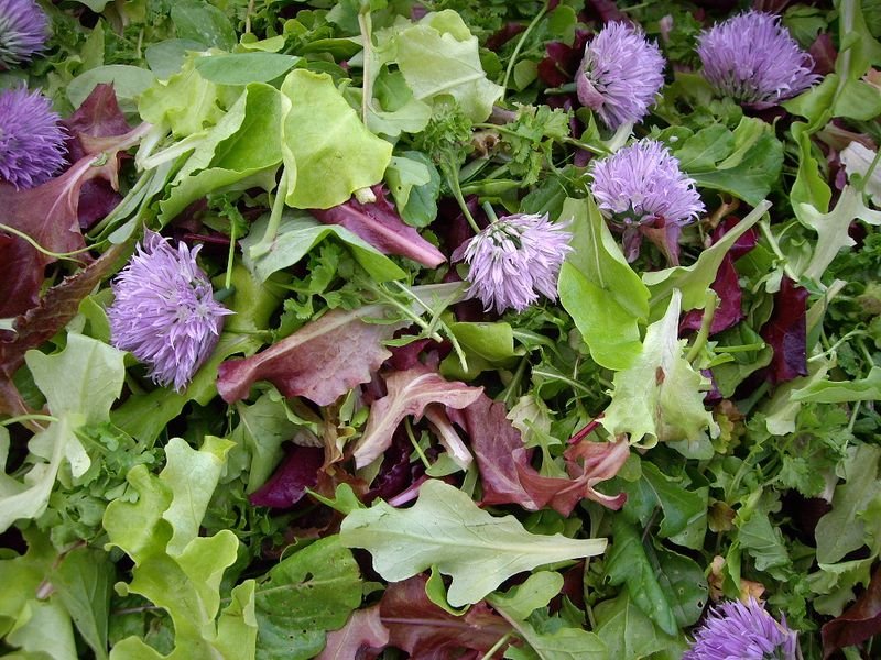 resources of Centella Asiatica exporters