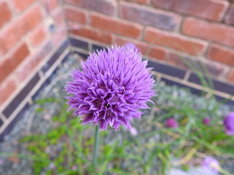 resources of Milk Thistle P.E. exporters