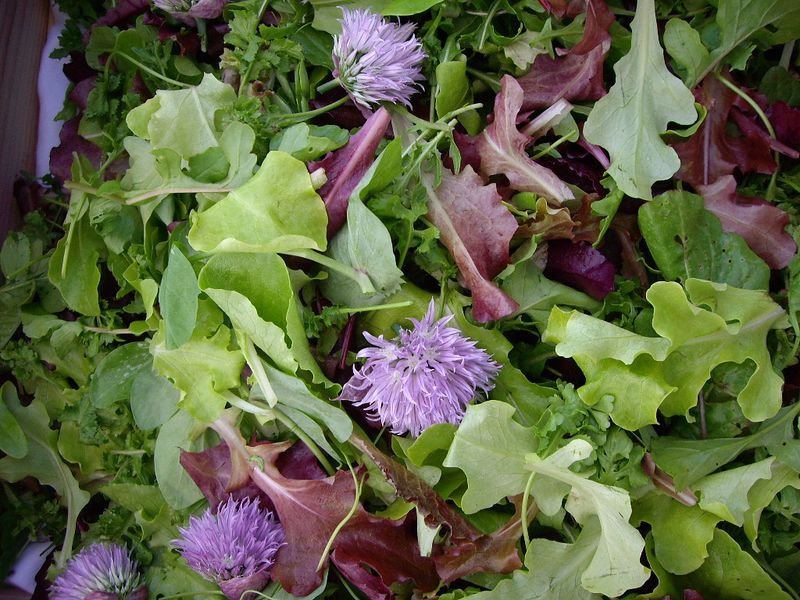 resources of Kale/Brassica (white/purple) exporters