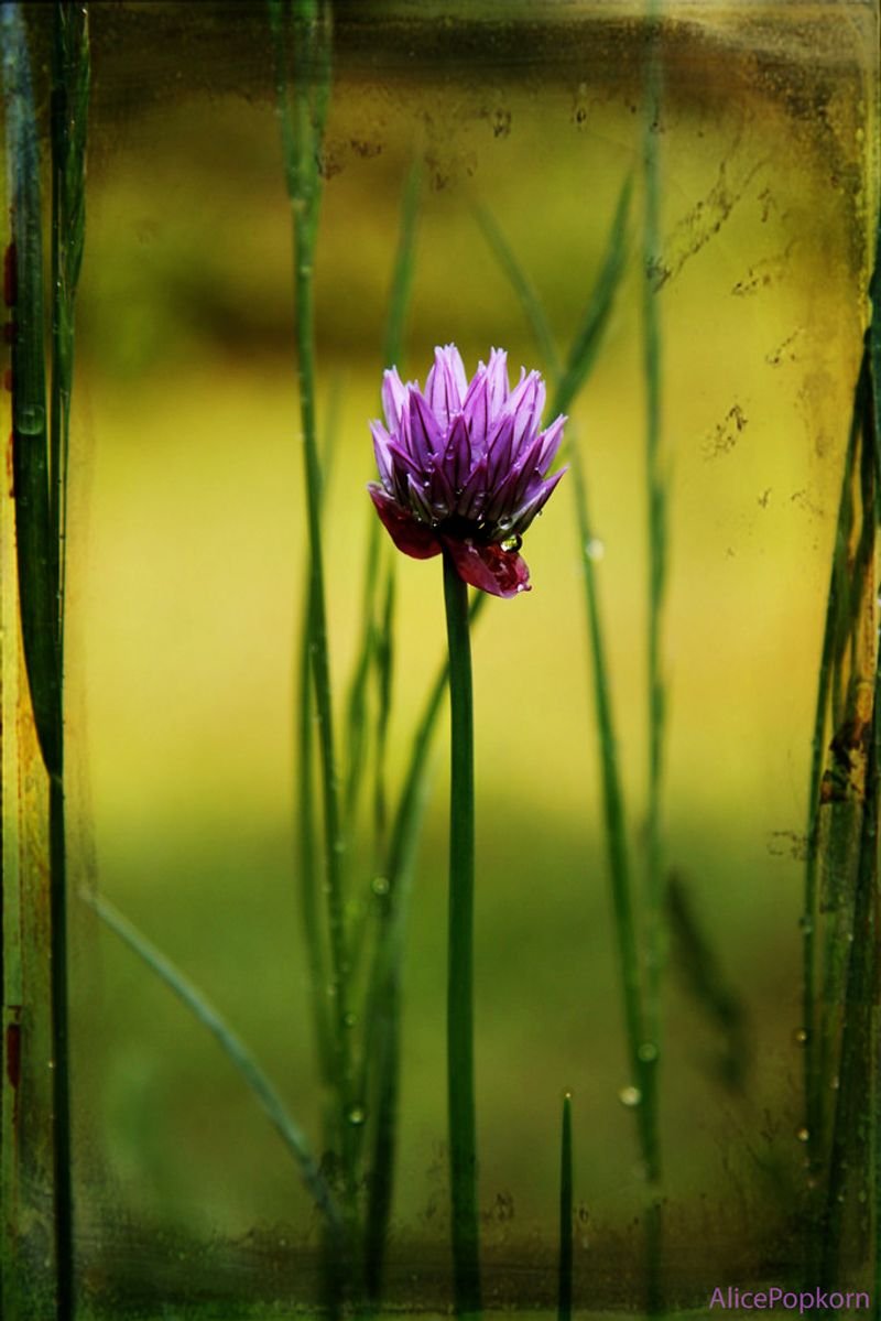 resources of Milk thistle extract exporters