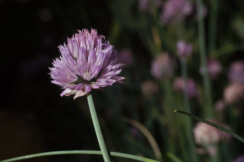 resources of Scabiosa exporters