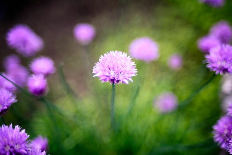 resources of Pink Estoma exporters
