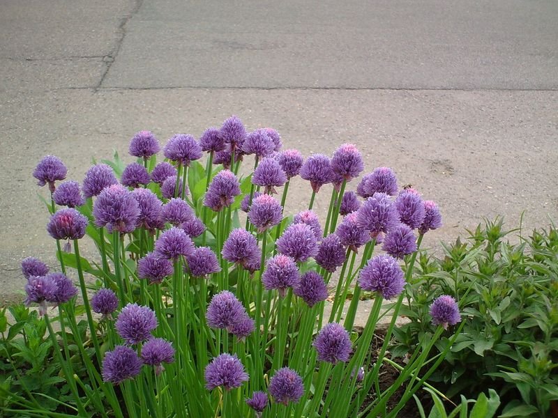 resources of Chives exporters