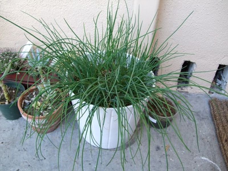 resources of Lemon Grass exporters