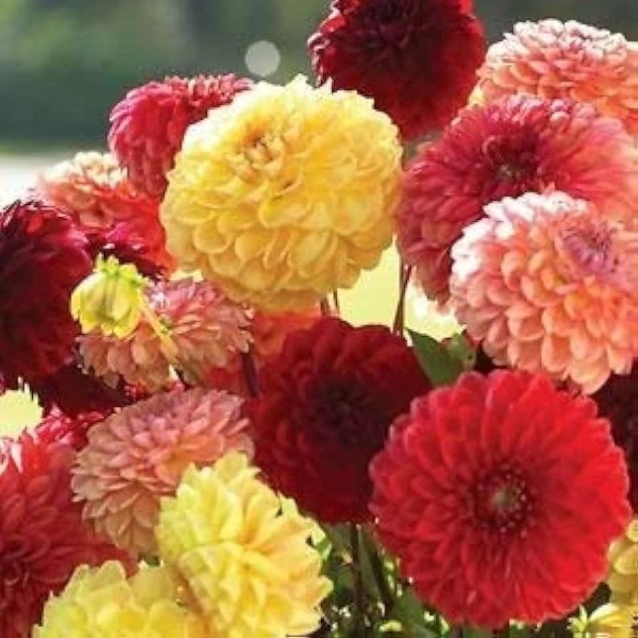 resources of Merable Rose And Marigold Chrysanthemum Mix exporters