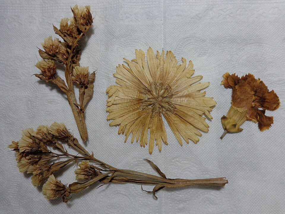 Dried Flowers Exporters, Wholesaler & Manufacturer | Globaltradeplaza.com