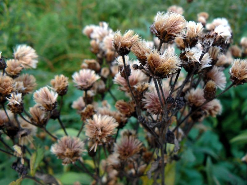 resources of Dried Lotus Flowers exporters