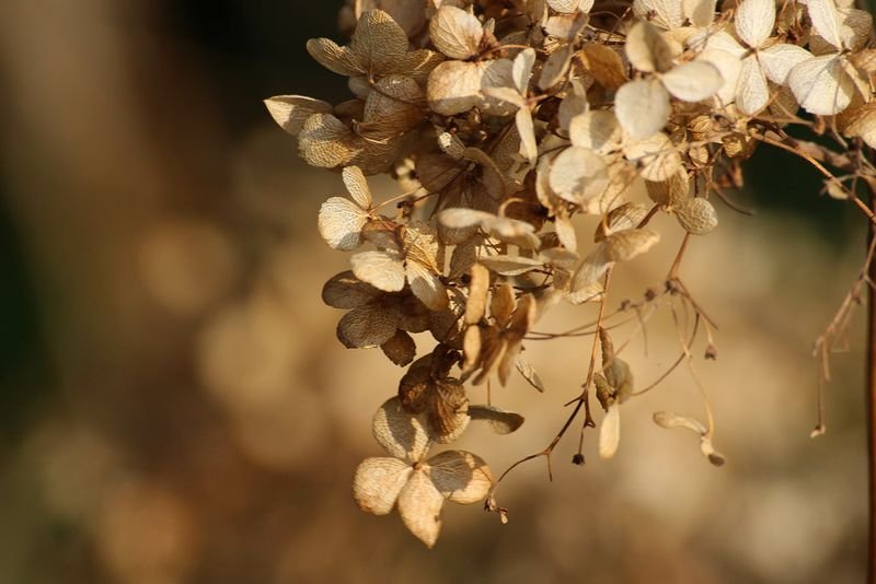resources of Dried Pinellia Ternata exporters