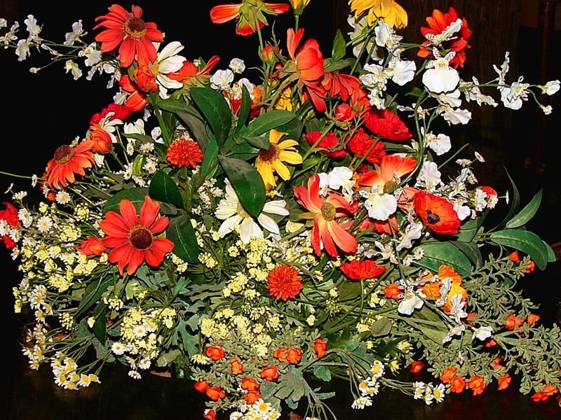 resources of Dried Daisy Chamomile Flowers exporters