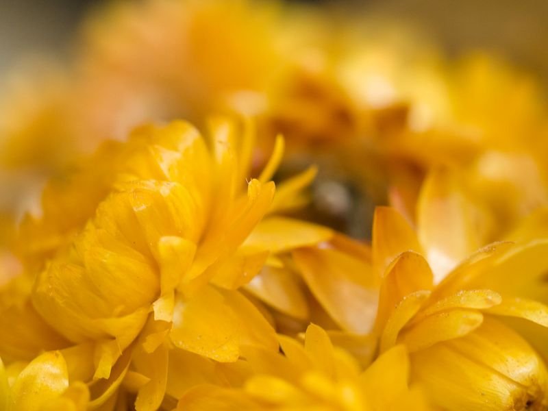 resources of Common Dandelion, Flowers, Dried exporters