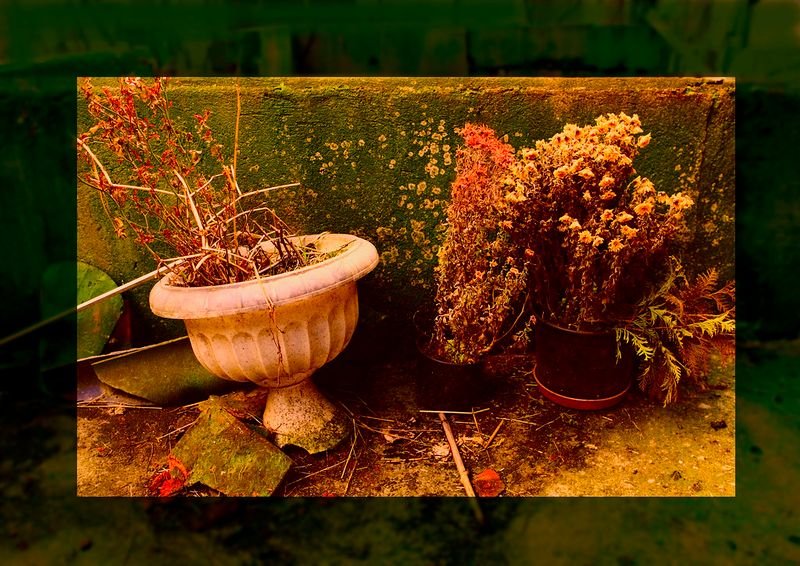 resources of 2021 New Style Aquarium Bonsai exporters