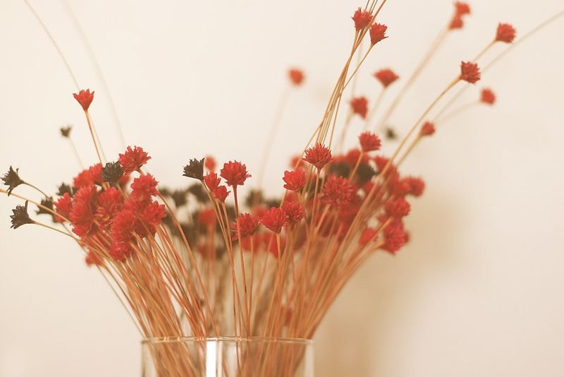 resources of Rose Buds Red Dry exporters