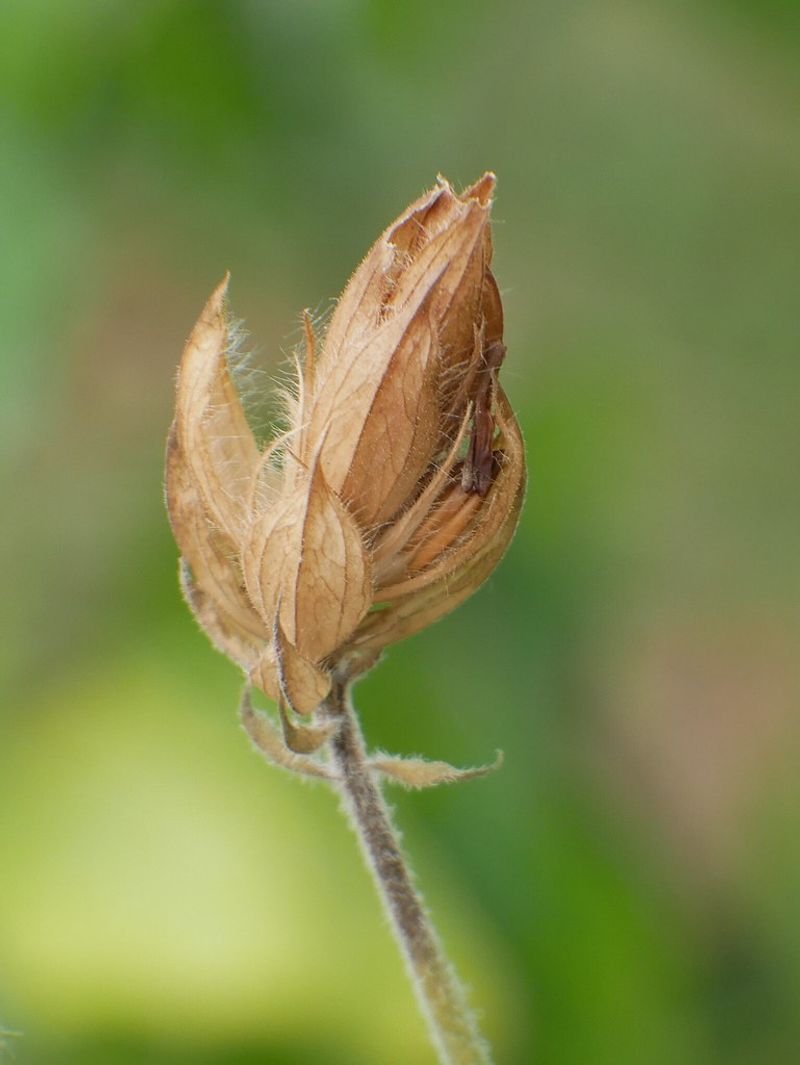 resources of Dried Globe Amaranth Flowers exporters