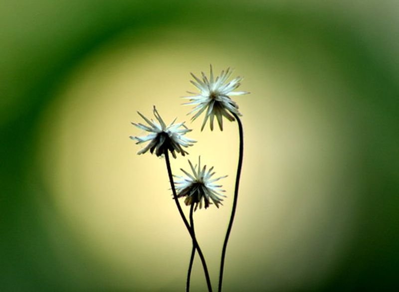 resources of Common Tansy, Flowers, Dried exporters