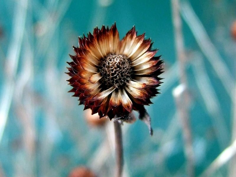 resources of Officinal Primrose, Flowers, Dried exporters resources of Officinal Primrose, Flowers, Dried exporters