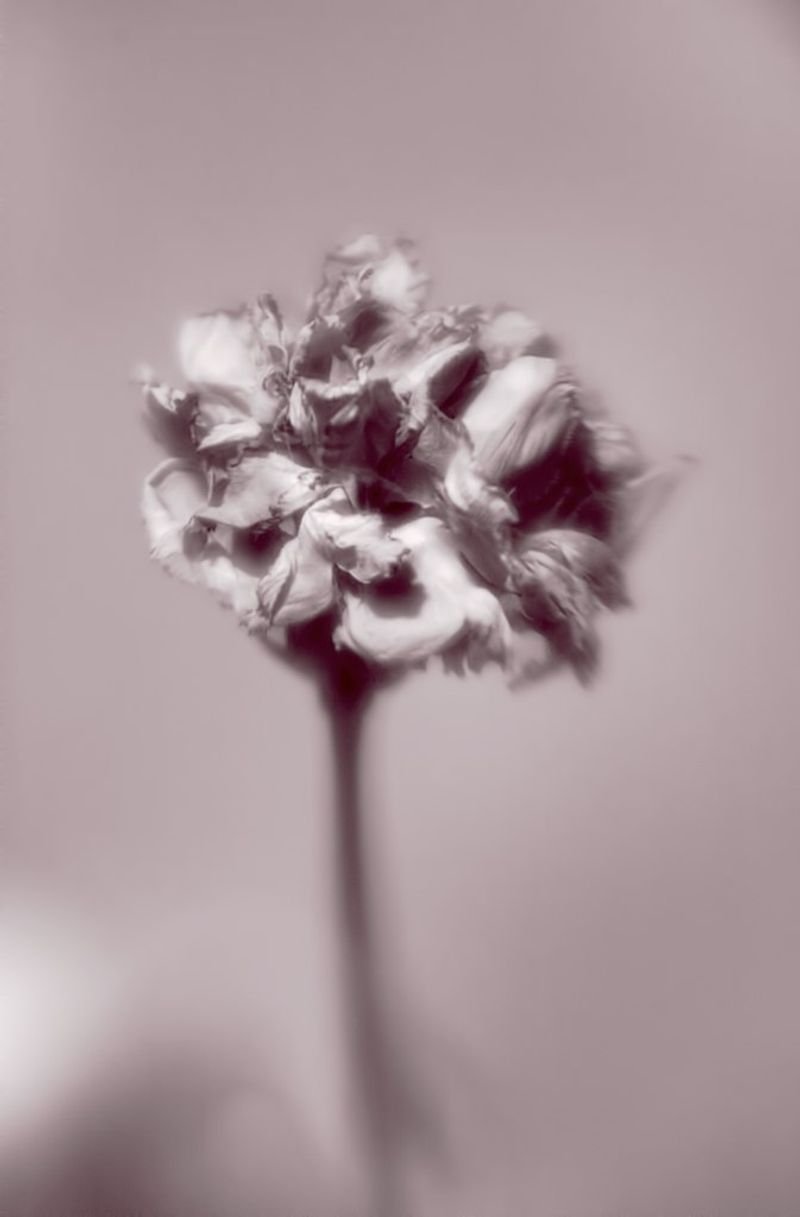 resources of Dried Rose Flower Bud exporters