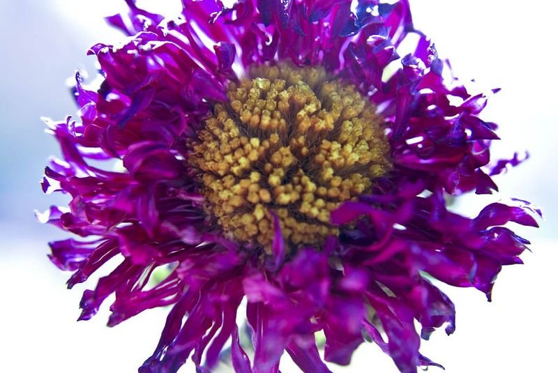 resources of Dried Rose Flower Vietnam exporters