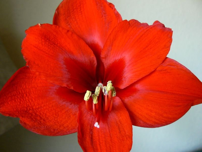 resources of Rayon 60 Voil Amaryllis Agnese exporters