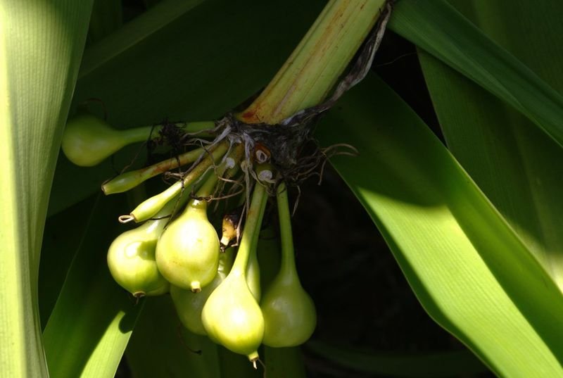 resources of Tacca Niveum exporters