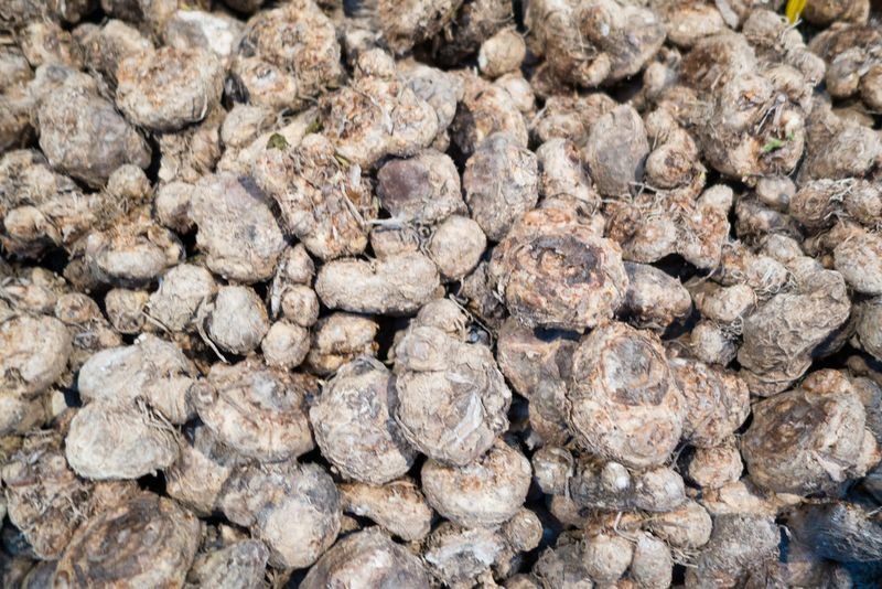 resources of Ox Gall Stones exporters