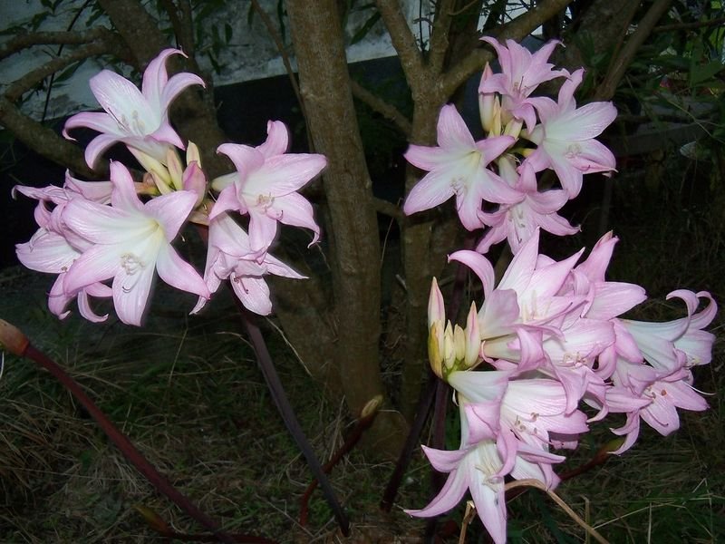 resources of Zephyranthes Robusta exporters