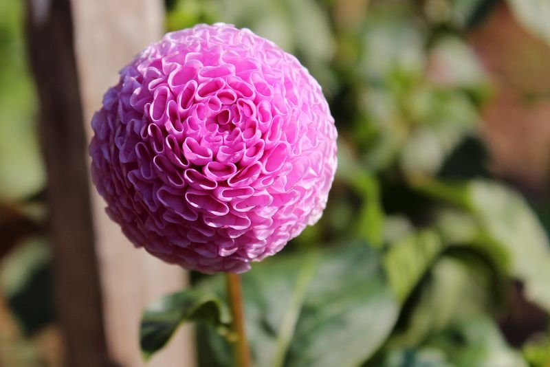 resources of Peony rockii exporters