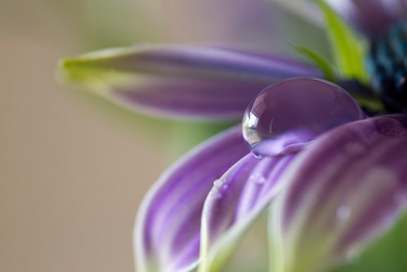 resources of Butterfly Pea Flower exporters