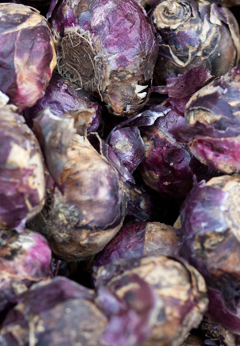 resources of Dried Purple Sweet Potatoes exporters