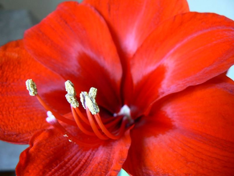resources of Hibiscus Flowers (Dried) exporters