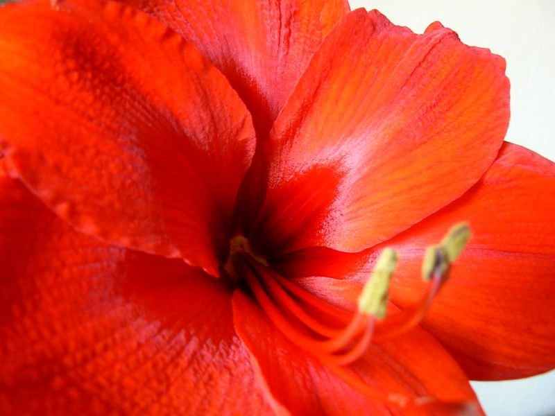 resources of Colour gladiolus exporters