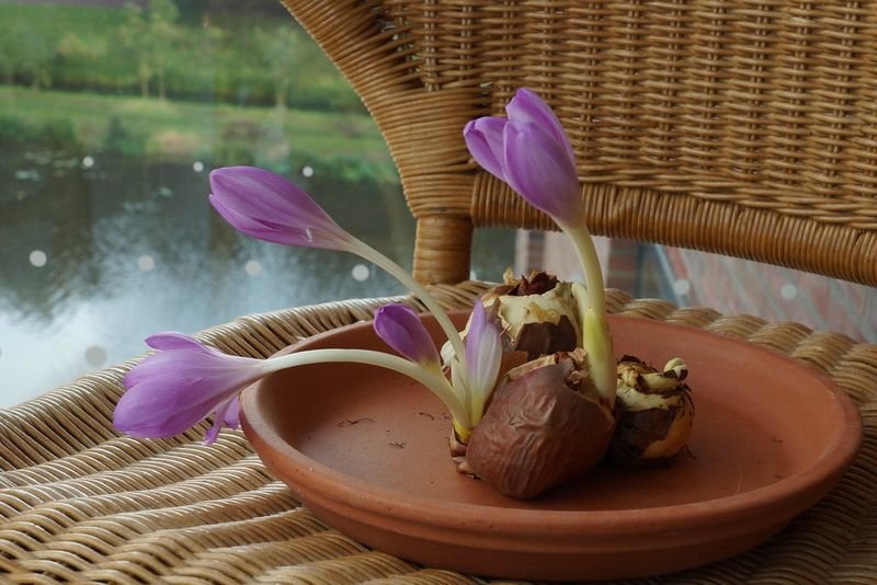 resources of Dried Lotus Petal Flower exporters