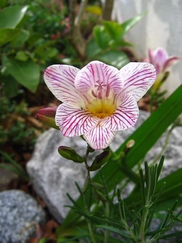resources of Fresh cut flower (Orchid) exporters