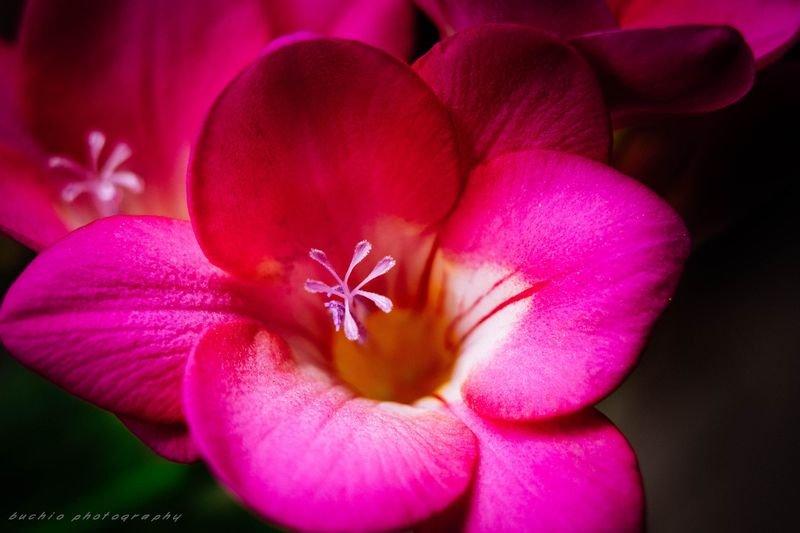 resources of Geranium (Pelargonium) exporters