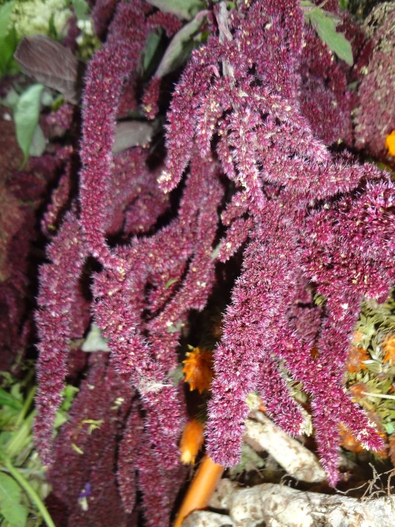 resources of Purple Sea Moss/ Dried Seaweed exporters
