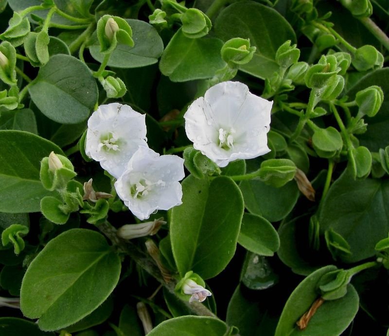 resources of Bacopa Monnieri P.E.20% UV exporters
