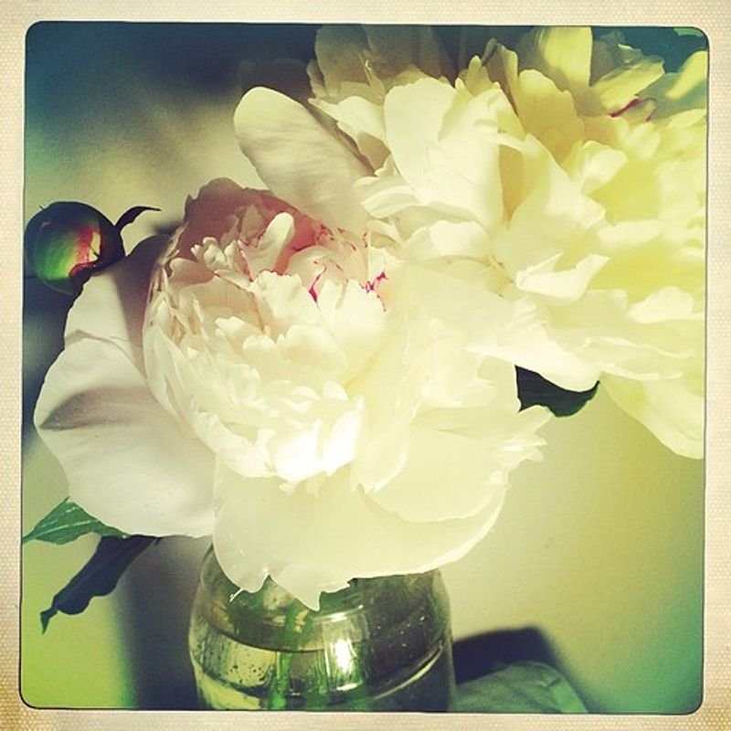 resources of Fresh cut flowers exporters