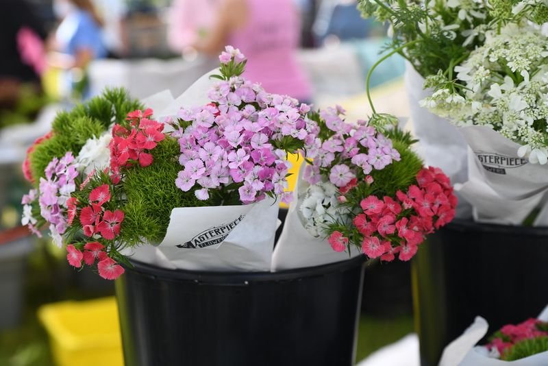 resources of Fresh cut rose and flower exporters