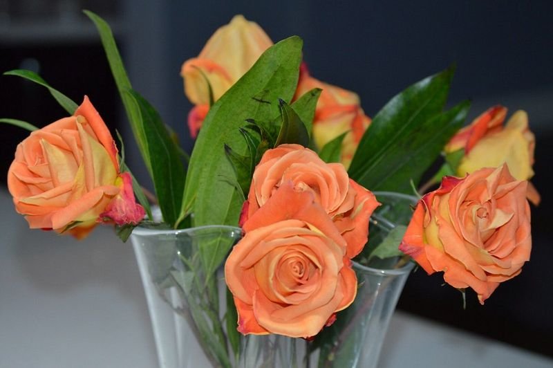 resources of Fresh cut flowers exporters