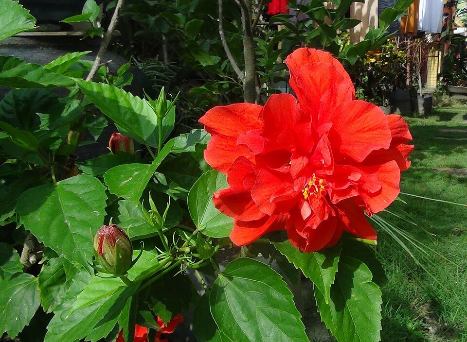 Fresh Hibiscus Exporters, Wholesaler & Manufacturer | Globaltradeplaza.com