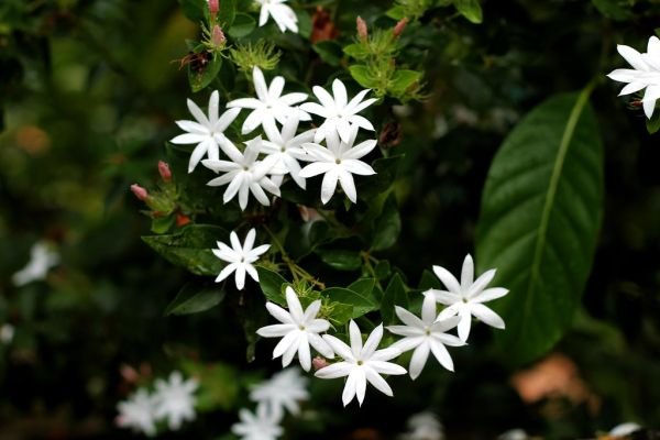 Fresh Jasmine Exporters, Wholesaler & Manufacturer | Globaltradeplaza.com