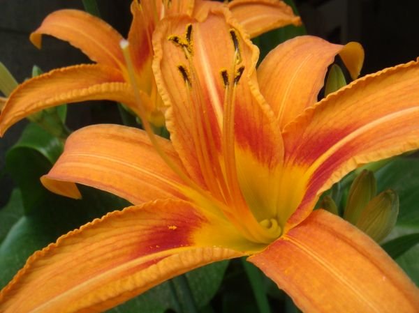Fresh Lily Exporters, Wholesaler & Manufacturer | Globaltradeplaza.com