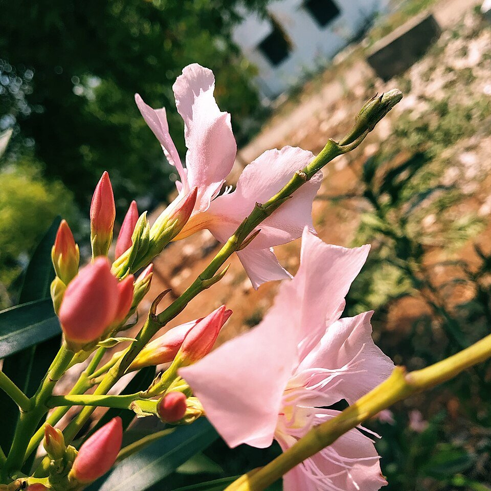 resources of Lilies exporters resources of Lilies exporters