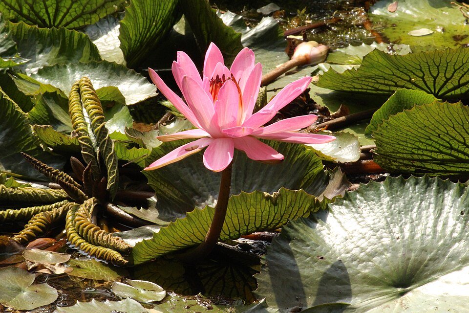 Fresh Lotus Exporters, Wholesaler & Manufacturer | Globaltradeplaza.com