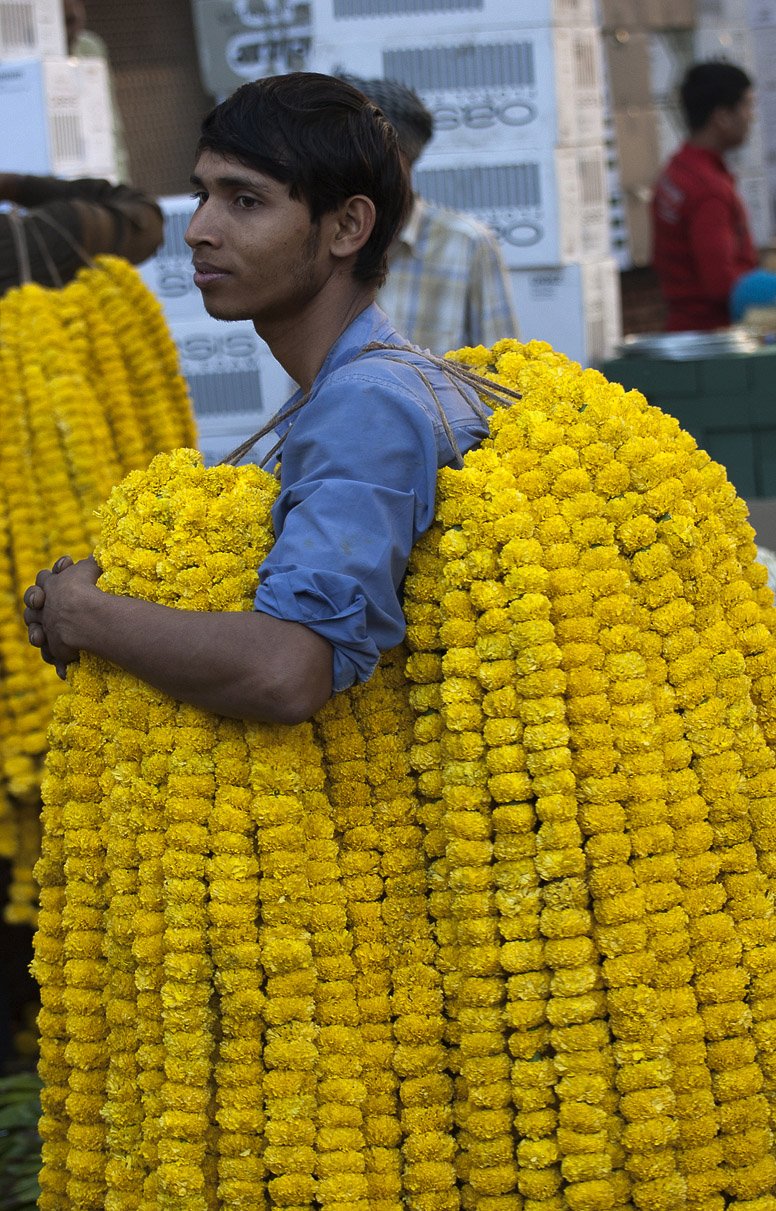Fresh Marigold Exporters, Wholesaler & Manufacturer | Globaltradeplaza.com