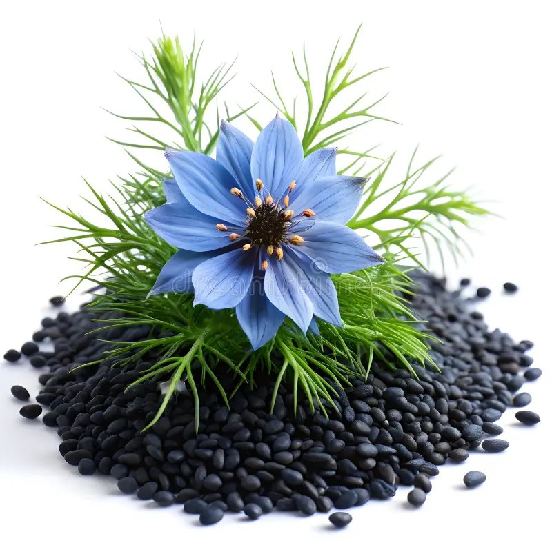 resources of Organic Nigella Sativa exporters