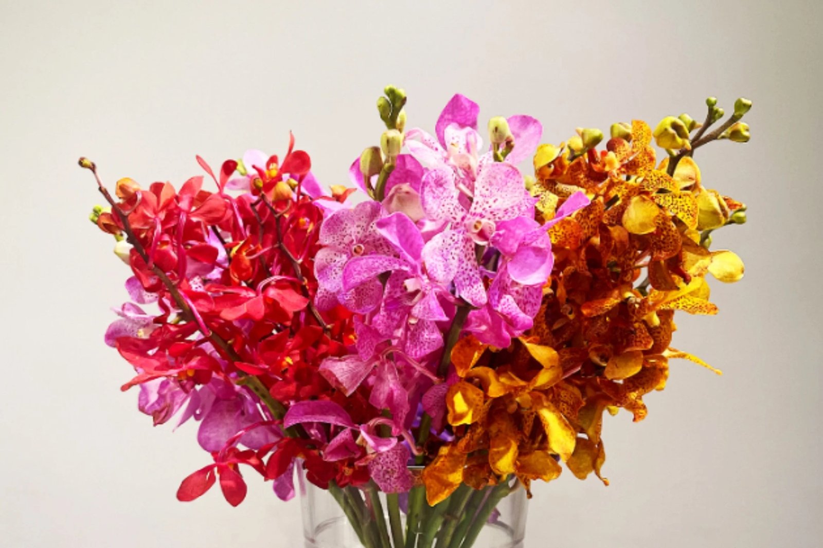 resources of Fresh orchids cut flowers exporters resources of Fresh orchids cut flowers exporters