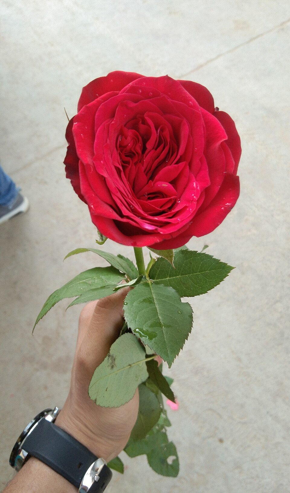 Fresh Roses Exporters, Wholesaler & Manufacturer | Globaltradeplaza.com