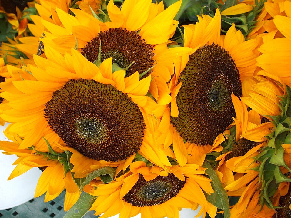 Fresh Sunflower Exporters, Wholesaler & Manufacturer | Globaltradeplaza.com